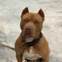 توله سگ بیتبول|سگ|زاهدان, |دیوار