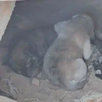 ۲ عدد توله سگ