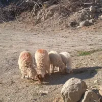 ۳ بره ماده ۱ بره نر|حیوانات مزرعه|قائن, |دیوار