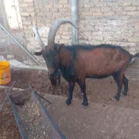 نر بز آلپاین|حیوانات مزرعه|باغ بهادران, |دیوار