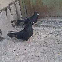 کبوتر|پرنده|اردبیل, |دیوار