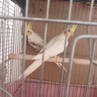 عروس هلندی جفت