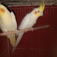 طوطی عروس فروشی