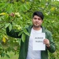 نهال گردو دیرگل با باردهی بالا