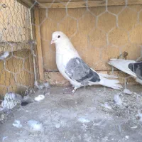 کفتر یا کبوتر