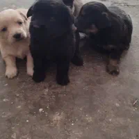 سگ اشپیز ماده با 3 توله و ماده تریر با 4توله|سگ|کرمانشاه, |دیوار