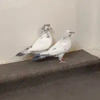 دوتا ماده کله دم سبز|پرنده|اصفهان, شاهد|دیوار