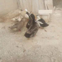 اوردک ۸عدد
