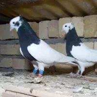 یه جفت کبوتر طوقی نروماده نیس در جهان|پرنده|شال, |دیوار