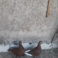 کبوتر جوجه سرخ دورگه
