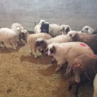 بره پرواری وصادراتی