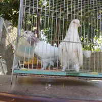 کبوتر ماده با جوجش