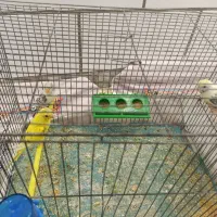 مرغ عشق|پرنده|فرخشهر, |دیوار