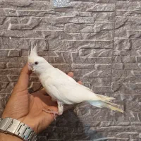 عروس هلندی سرلاکی