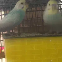 فروش چند جفت مرغ عشق مولد|پرنده|آبادان, |دیوار