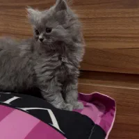 بچه گربه بریتیش