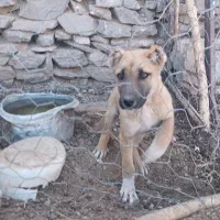 توله نر ذات دار|سگ|تربت‌حیدریه, پیشکوه|دیوار