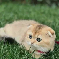 اسکاتیش گلد نر(فروشی)