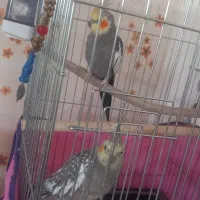 عروس هلندی