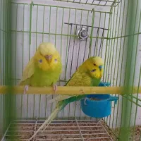 عروس هلندی۴۰۰+مرغ عشق(سرلاکی۱۵۰+باجوجه۱/۵۰۰|پرنده|قزوین, |دیوار