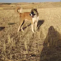 فروش سگ سرابی