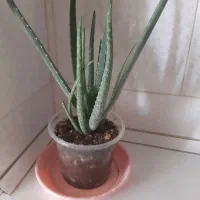 گلهای زیبا وآپارتمانی|گل و گیاه طبیعی|ایلام, |دیوار