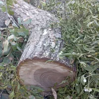 خرید و فروش انواع چوب های باغی