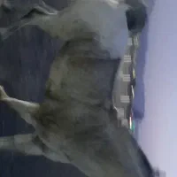 اسب نریان|اسب و تجهیزات اسب‌سواری|بیرجند, |دیوار