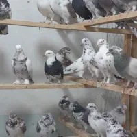 کبوتر  گرویی  رسید