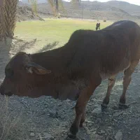 گاو و گوساله نر|حیوانات مزرعه|سراوان, |دیوار