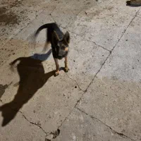 سگ ژرمن|سگ|بیستون, |دیوار