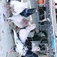 کفتر