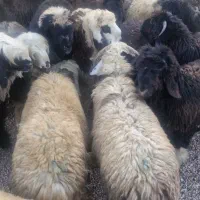 فروش تعدادی بره نر|حیوانات مزرعه|اهواز, کوی آغاجاری|دیوار