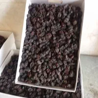 خرید وفروش انواع کشمش ومویز آفتابی شهرک گلستان|عمدهفروشی|شیراز, غدیر شمالی|دیوار