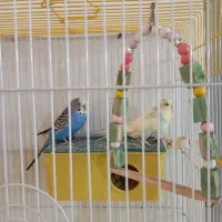 پرنده فروشی