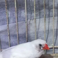 فنچ|پرنده|اراک, |دیوار