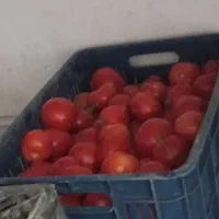 گوجه درجه یک