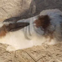 ی عدد خرگوش