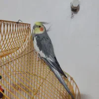 عروس هلندی|پرنده|بیرجند, |دیوار