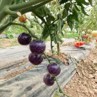 فروش گلخانه، گلخونه