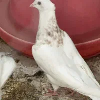 طوقی سو قدیم|پرنده|شاهین‌شهر, حافظ شمالی|دیوار