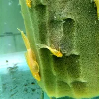 گوپی زبرا لجنخوار انجل کالر فایتر میگو تترا کفخوار|ماهی|تبریز, |دیوار