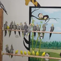 عروس هلندی زیبا|پرنده|مبارکه, |دیوار