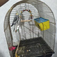 عروس هلندی سخنگوی نر