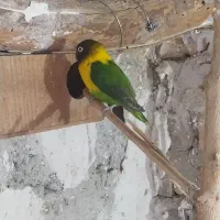 کوتوله|پرنده|سراوان, |دیوار