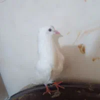 کبوتر ومرغ عشق