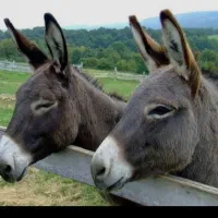 حیوان خر|حیوانات مزرعه|کلیبر, |دیوار