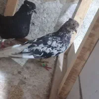 کبوتر