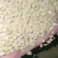 عدس ریز تازه روسی|خوردنی و آشامیدنی|رشت, پارک شهر|دیوار