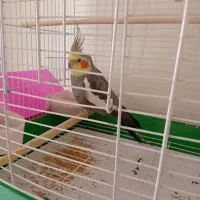 تیکی عروس هلندی دو ساله